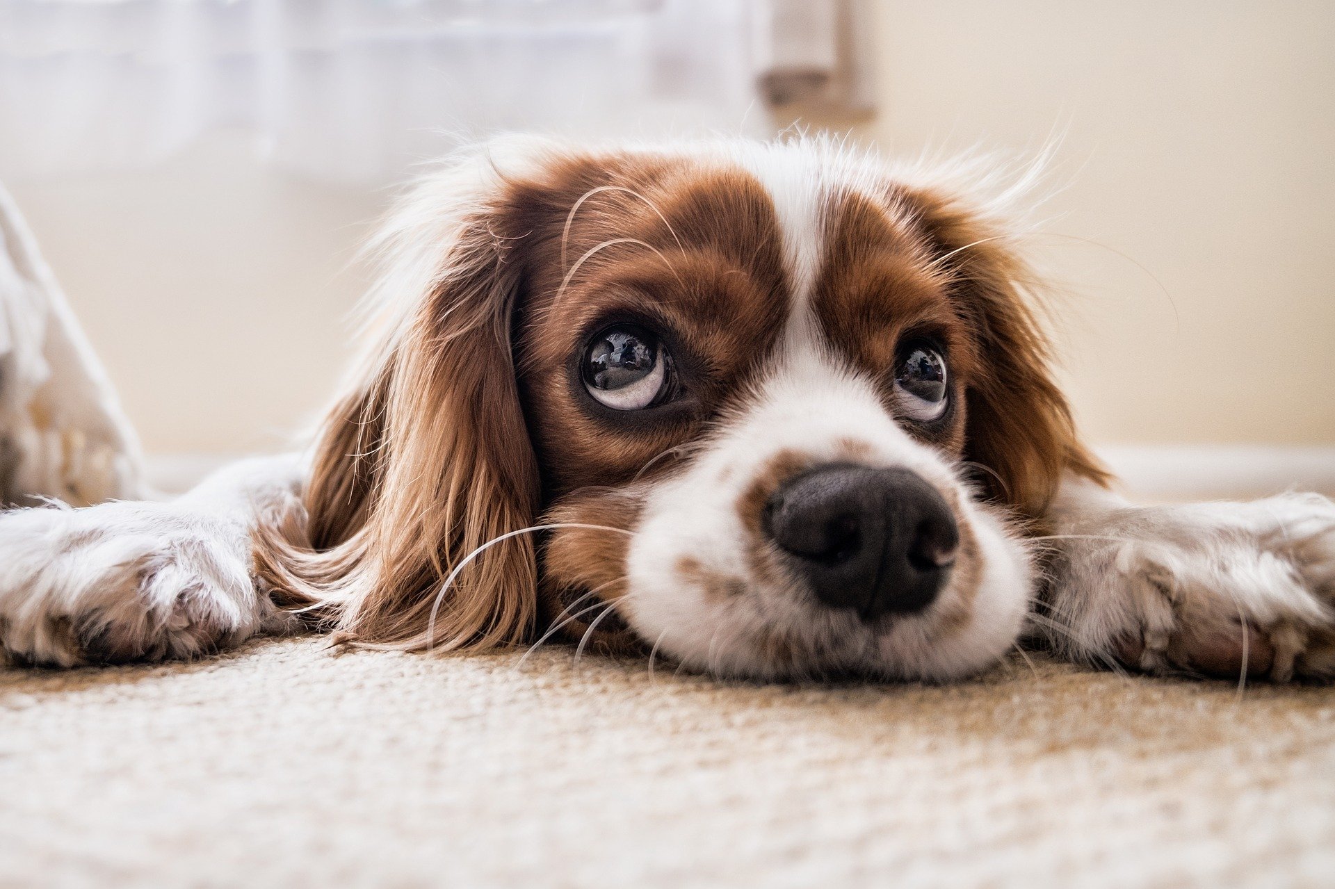 Diese 10 Fehler VERKÜRZEN das Leben deines Hundes!