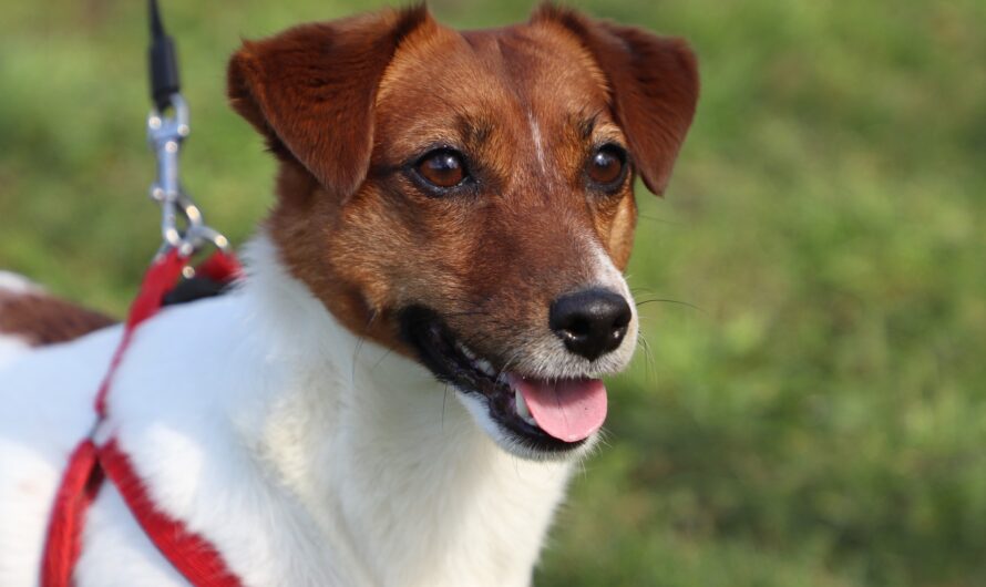 Jack Russel Terrier – Charakter, Haltung & Pflege
