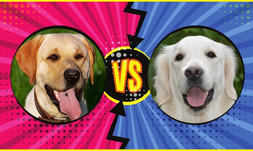 Labrador Retriever vs. Golden Retriever – Der Vergleich