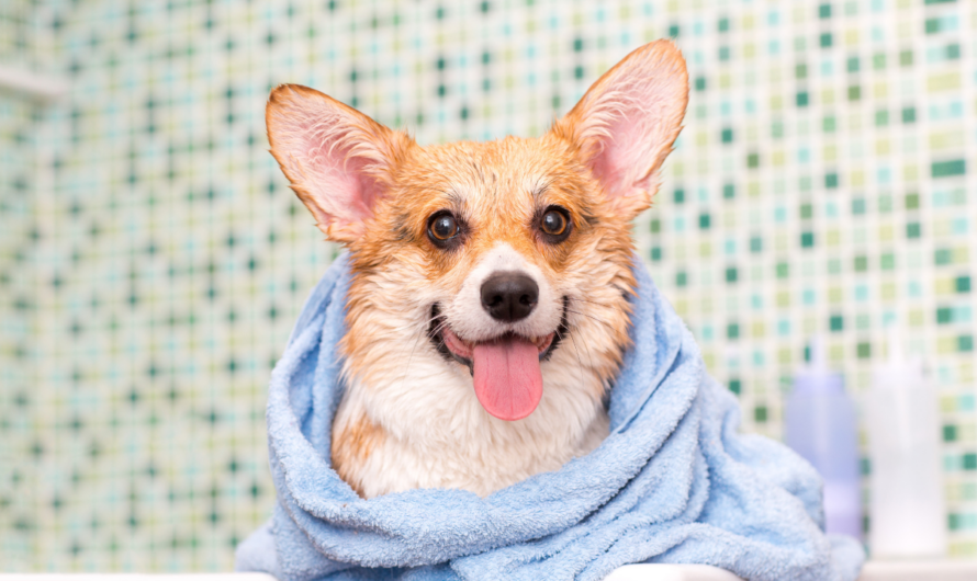 Wie oft sollte man seinen Hund baden?