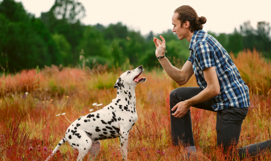 9 Erziehungstipps, die JEDER neue Hundehalter kennen muss